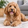 Bella the cockapoo