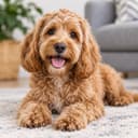 Bella the cockapoo